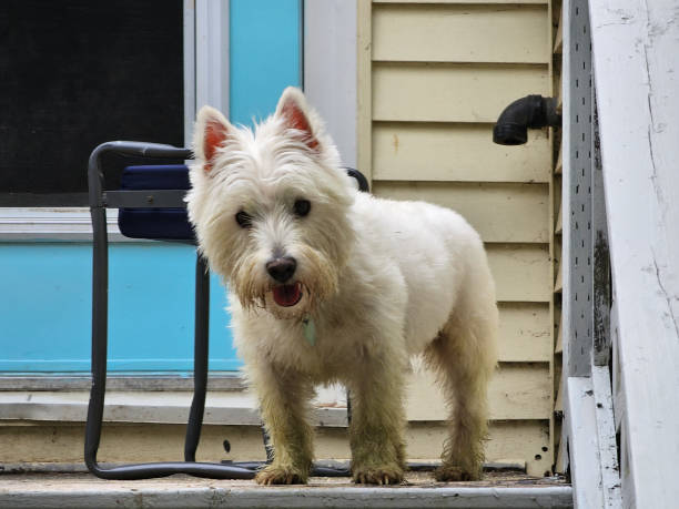 istock Westie with green fur on porch 1500541652
