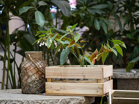 Planting flowers in wooden boxes on a stone table