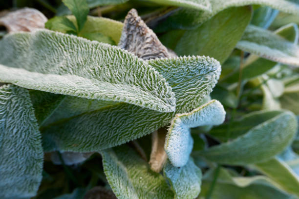 Stachys byzantina close up