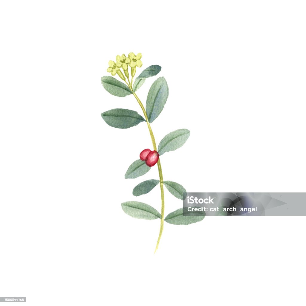 Aquarellzeichnungspflanze Von Wikstroemia Indica Stock Vektor Art und