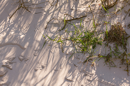 Vegetation On A Sand Dune At The Beach In Rerik