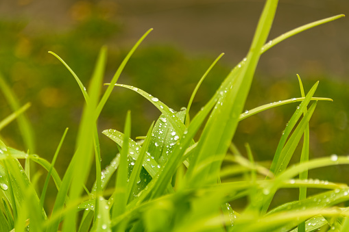 Water Drops On Blades Of Grass After The Rain
