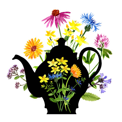 black teapot with watercolor medicinal plants, herbal tea, plants, hand drawn illustration