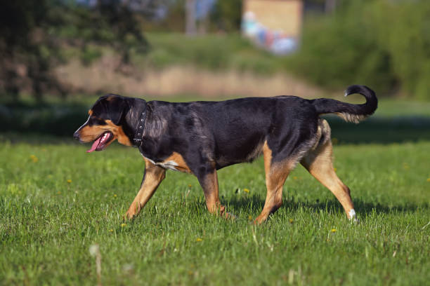 istock Serious Greater Swiss Mountain dog with a black leather collar posing outdoors walking on a green grass in spring 1500545303