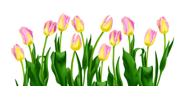 istock drawing flowers of pink tulips 1500545346