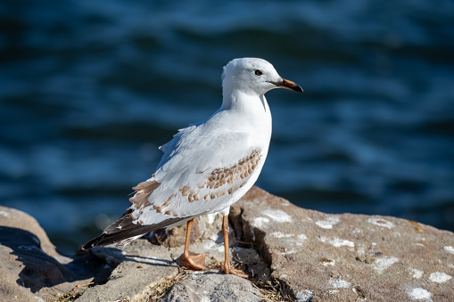 A young seagull at Gosford Waterfront on the Central Coast of NSW, Australia.