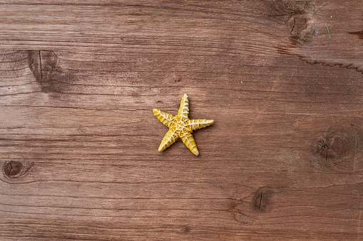A closeup of a starfish on a wooden background