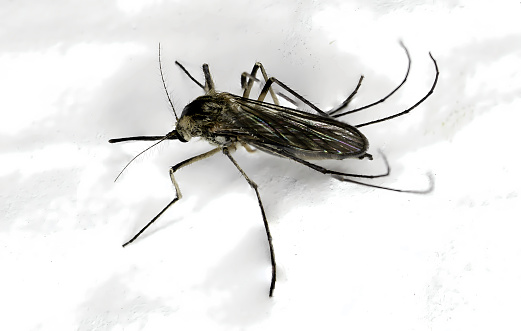 Mosquito on a white wall, detail in macro mode