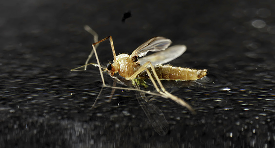 Mosquito on the water with surface tension