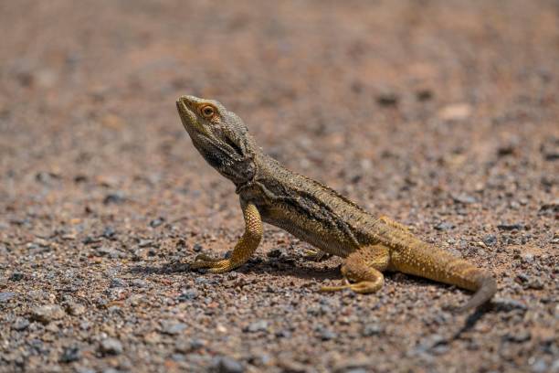 istock Selective focus shot of an Eastern Bearded Dragon enjoying the sun 1500551319