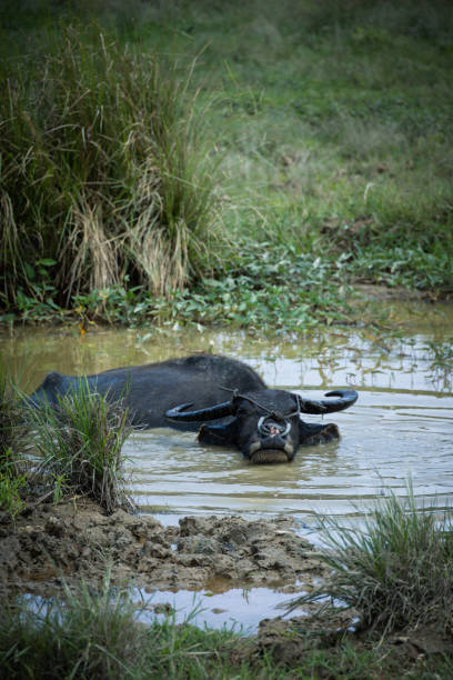 istock Carabao Buffalo in the Philippines 1500551657