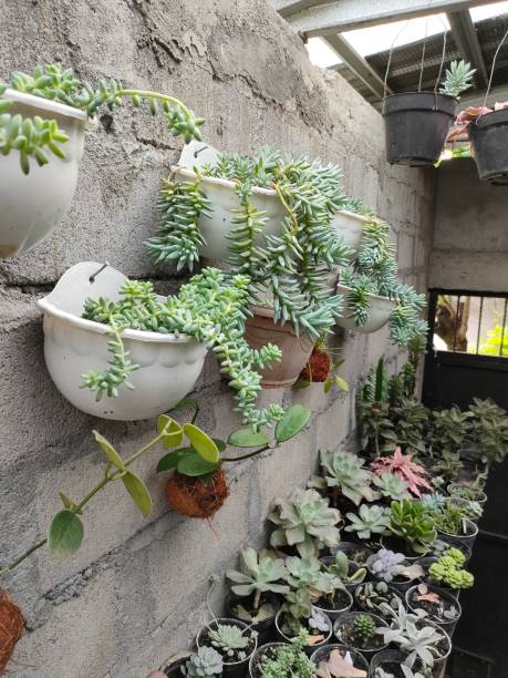 istock hidden succulent garden a hidden 1500553866
