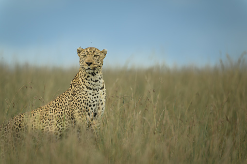 Lorogol a large male leopard hunting in the Maasai Mara - lots of alternative crops available