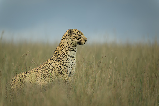 Lorogol a large male leopard hunting in the Maasai Mara - lots of alternative crops available