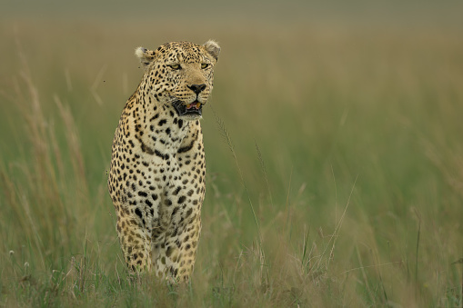 Lorogol a large male leopard hunting in the Maasai Mara - lots of alternative crops available