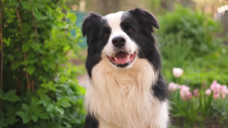 Outdoor portrait of cute smiling puppy border collie sitting on park background. Little dog with funny face in sunny summer day outdoors. Pet care and funny animals life concept.