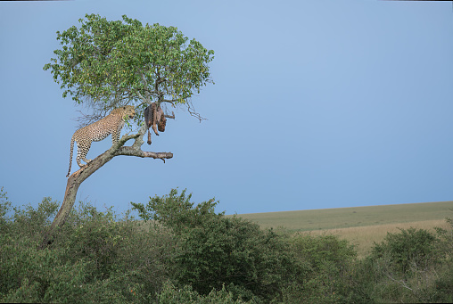 Lorogogol up his tree with dinner the evening in the Maasai Mara - lots of alternative shots and crops available