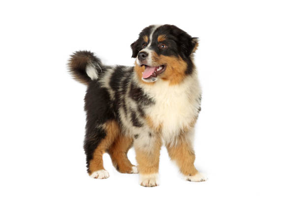 istock miniature American shepherd puppy 1500557541