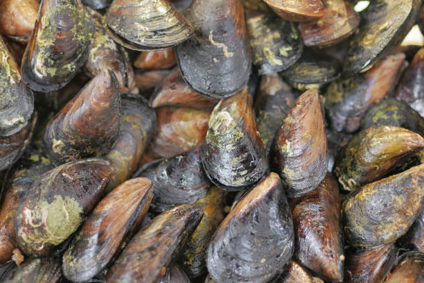 istock Thai mussels in metal on table top view 1500558310