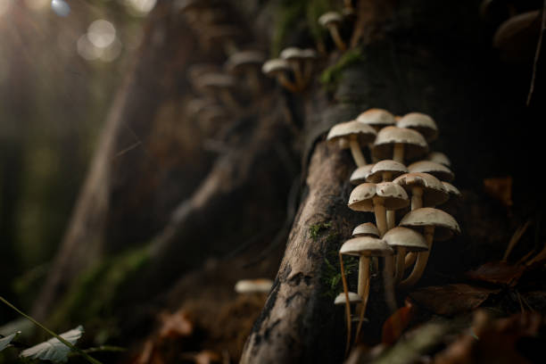vista de perto do cogumelo venenoso hypholoma fasciculare cresce na floresta escura do outono - hypholoma fasciculare - fotografias e filmes do acervo