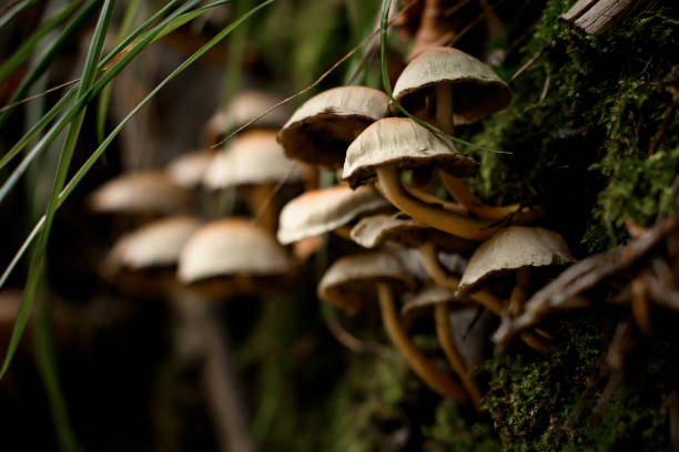 vista ravvicinata del fungo velenoso l'hypholoma fasciculare cresce nella foresta autunnale tra le foglie secche - mushroom toadstool moss autumn foto e immagini stock