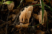 Closeup view of mushrooms Ramaria aurea grows on roots of trees between leaves and branches