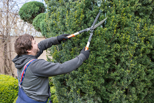 Man gardener in protective clothes and gloves with garden shears, scissors or secateurs cutting a hedge in the garden. Trimming arborvitae hedge.