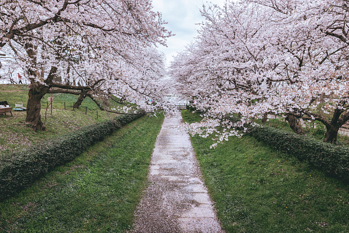 A high-angle view of the cherry-blossom Tea Garden Road