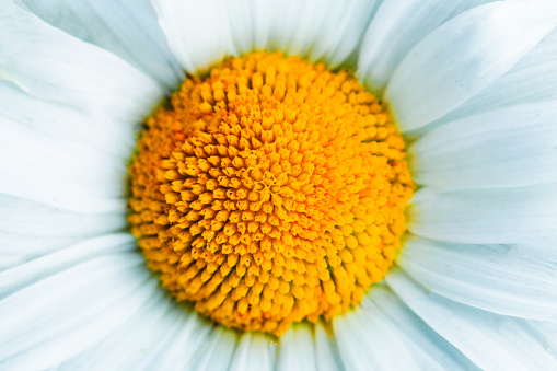 Extreme macro close up depicting the inside of a common daisy flower.