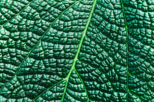 Macro abstract image depicting the veins and interconnecting lines on a green leaf in nature.