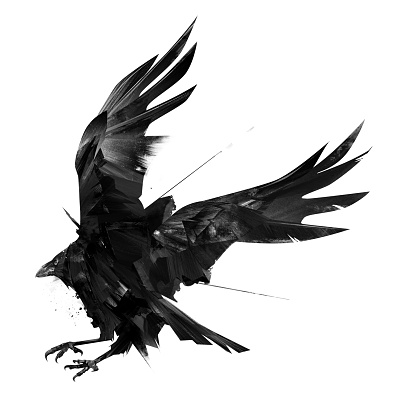 sketch of a raven flying away on a white background