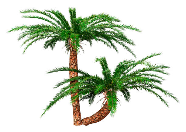 3D rendering of a green Encephalartos woodii cycad isolated on white background