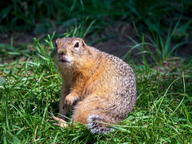 istock A prairie dog near its hole looks intently into the camera. 1500564122
