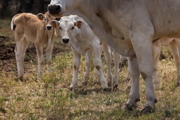 istock Agricultural activity in Italy: cattle organic farming 1500566648