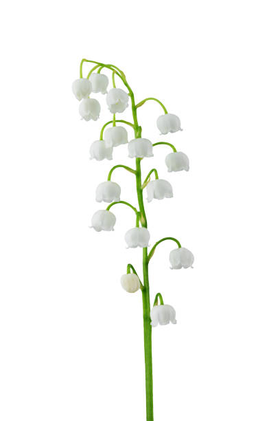 istock white forest lily of the valley with leaves 1500566886