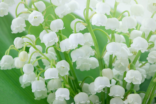 A DSLR close-up photo of Lily-Of-The-Valley (Convallaria Majalis) - bouquet of forest flowers on a beautiful defocused lights bokeh background. Space for copy.