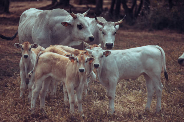 istock Agricultural activity in Italy: cattle organic farming 1500566978