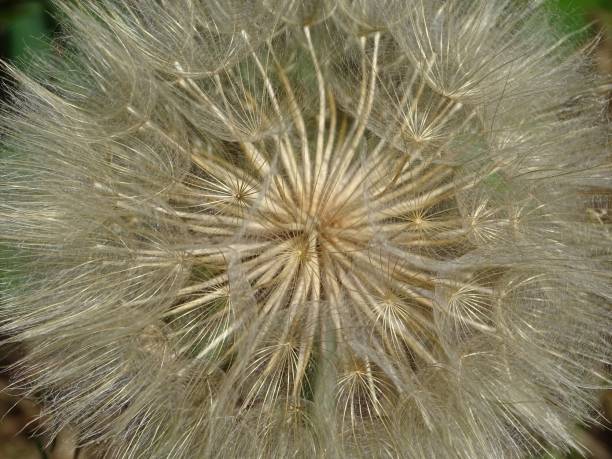istock Macro shot of a single white dandelion 1500568226