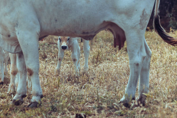 Agricultural activity in Italy: chianina cattle organic farming