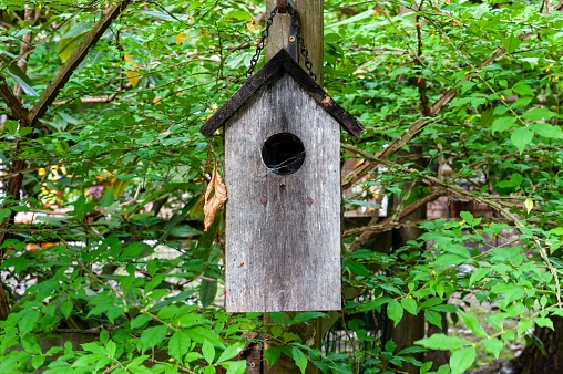 An empty wooden birdhouse hangs from a tall tree in a lush green backyard