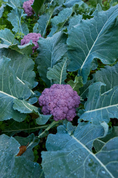 istock Brassica oleracea var. botrytis close up 1500570419