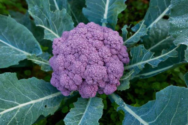 istock Brassica oleracea var. botrytis close up 1500570423