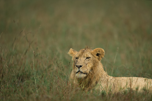 Young Male in the Rongai Pride early in the morning Maasai Mara Kenya\n- other crops available