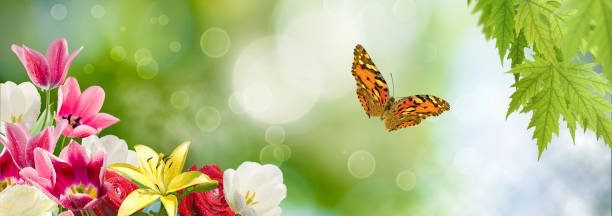 a gulf fritillary perching on an orange bloom