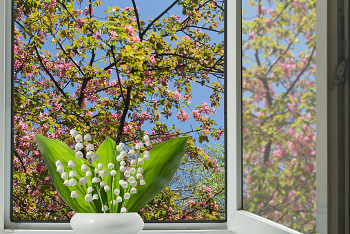 Image of beautiful white flowers of lilies of the valley against the background of an open window behind which a flowering tree can be seen