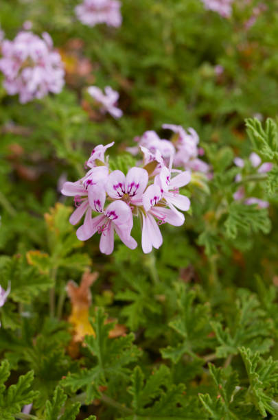 istock Pelargonium graveolens in bloom 1500571952