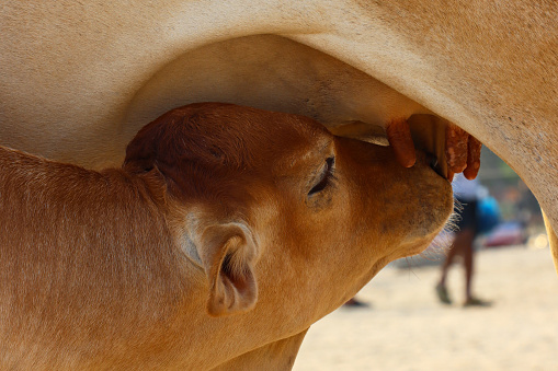 Stock photo showing close-up view of the head of a nursing Jersey calf from its mother on a beach. The calf is seen nuzzling the udder of an adult female cow.