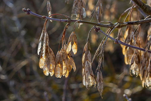Dry maple seeds on a branch. Plants and trees. Nature.