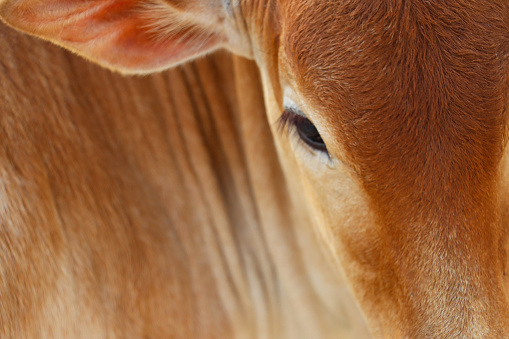 Stock photo showing close-up view of the head of curious Jersey cow that is wandered on a beach. The picture shows her eye, lovely long eye lashes and swirling pattern of hair.