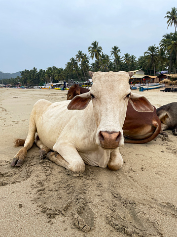 Stock image displaying wild stray cows laying on beach in Goa, India, cattle relaxing in the sand on a hot day with trees, thatched gazebos and parasols in background.